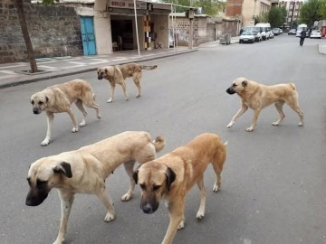 Sahipli hayvanını terk edene 108 bin TL ceza