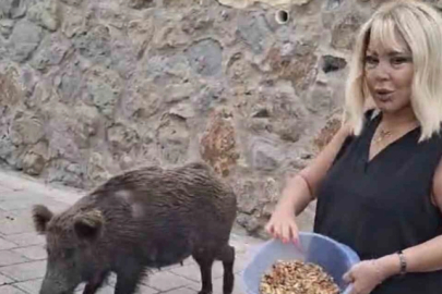 Safiye Soyman kapısına gelen domuzu elleriyle besledi