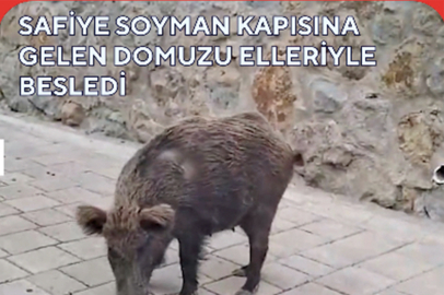 Safiye Soyman kapısına gelen domuzu elleriyle besledi