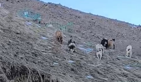 Yüksekova’da yerleşim yerine inen ayıları çoban köpekleri uzaklaştırdı