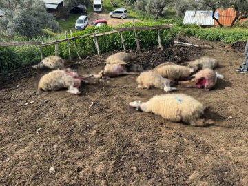 Aydın’da kurt saldırısı vatandaşları tedirgin etti