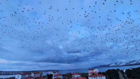 Tatvan’da gökyüzünü kaplayan binlerce kuş görsel şölen sundu
