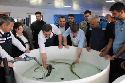 Bu balığın havyarı ’siyah inci’: Karadeniz’e 8 bin adet dağıtılacak, çiple takip edilecek