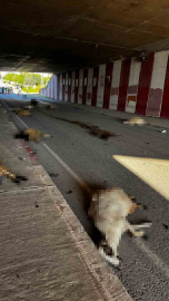 Otomobil sürüye daldı, 17 koyun telef oldu