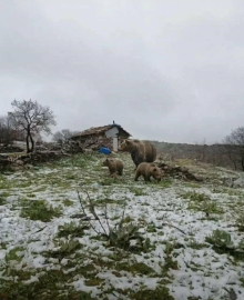 Kış uykusundan uyanan anne ayı yavruları ile yaylaya indi