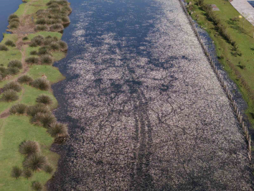 Baharın güzelliği deltada: Su papatyaları ve mandalarıyla ziyaretçilerin ilgi odağı