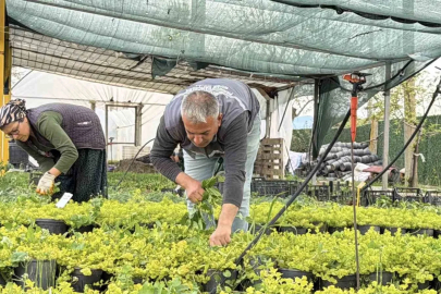 İklim değişikliği ve kuraklık nedeniyle su tasarruflu peyzaj dönemi
