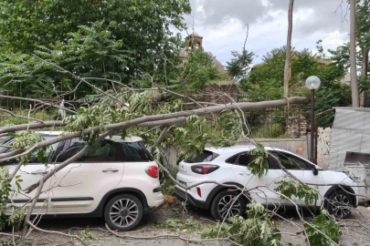Rüzgarda devrilen ağaç park halindeki araçlara zarar verdi
