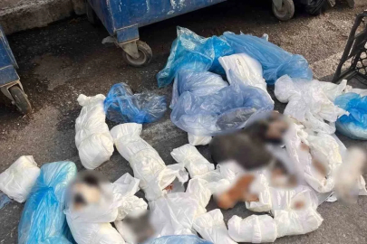 İzmir’deki kedi vahşetinde veteriner hekim serbest kaldı, başsavcılık itiraz etti
