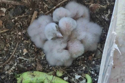 Saksıda yumurtlayan kerkenez 6. kattaki balkonu yaban hayatına çevirdi
