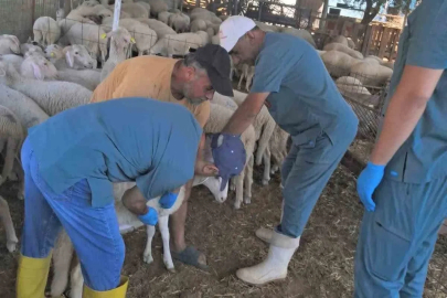 Köşk’te küçükbaş hayvanlara yönelik kimliklendirme çalışmaları sürüyor
