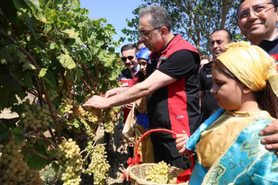 Gökçeada’da üzüm hasadı
