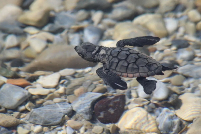 Aydın kıyılarında 214 yavru caretta denizle buluştu
