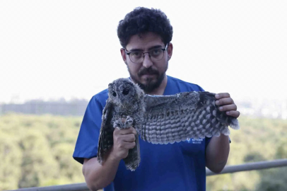 Ebeveynlerinin terk ettiği  3 Alaca Baykuş’un rehabilitasyonu tamamlandı

