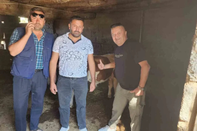 Çivril’de kaybolan iki buzağı mahalle halkını seferber etti
