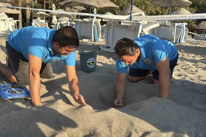 Kumsalda başlayan umut yolculuğu denizde tamamlandı: "62 caretta caretta yavrusu mavi sulara ulaştı"
