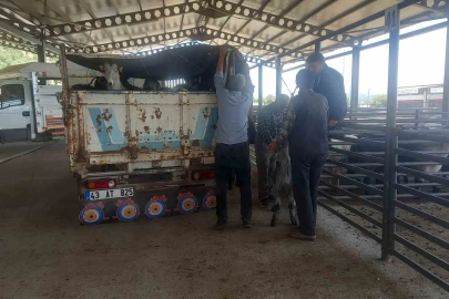 Gediz Belediyesi hayvan pazarı pazartesi günleri kurulacak
