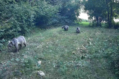 Bolu ormanlarında yaban hayvanları fotokapanlara yansıdı
