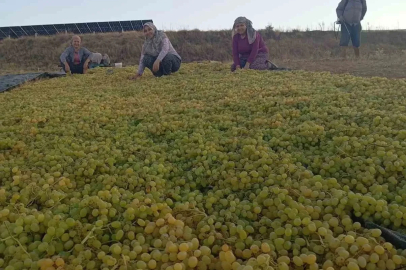 Fiyatlardaki dengesizlik çiftçiyi kuru üzüme sevk etti
