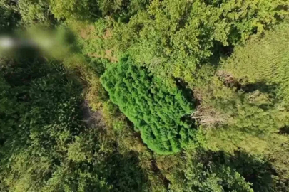 Tarlada 123 kök kenevir ele geçirildi: Kenevir tarlası havadan görüntülendi

