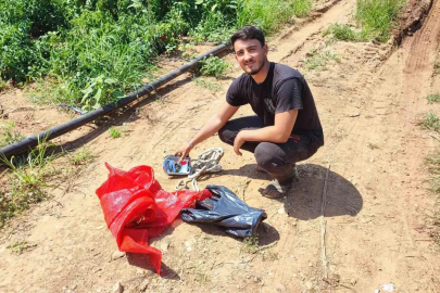 Salçalık biberi önce hırsızlar hasat etti

