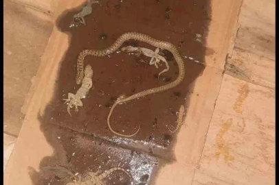 Fare yakalamak için kurulan tuzaktan adeta mini hayvanat bahçesi çıktı
