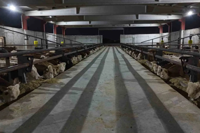 Şanlıurfa kırmızı et üretim merkezi oluyor
