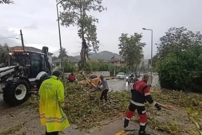 Yayladağı’nda aracın üzerine ağaç devrildi
