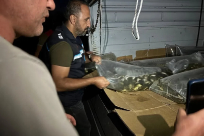 Bitlis’te göl ve göletlere 1 milyon 397 bin 500 yavru sazan bırakıldı
