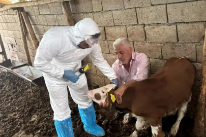 Büyükbaş hayvanlar şapa karşı aşılanıyor
