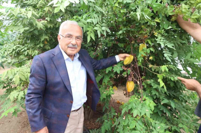 Tropikal meyveler Karadeniz’i sevdi
