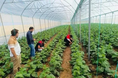Cizre’de çiftçilere sera denetimi ve eğitimi
