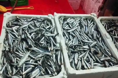 Didim’de hamsi denetimi sürüyor
