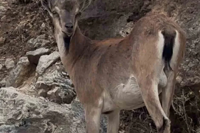 Keban’da dağ keçileri görüntülendi
