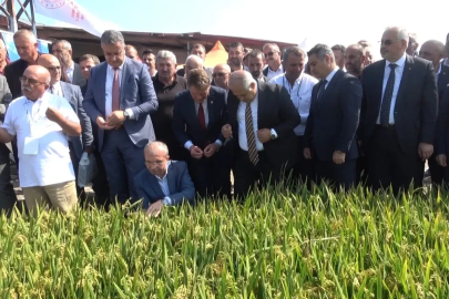 Bafra’da Türkiye’nin ilk çeltik ağası seçildi
