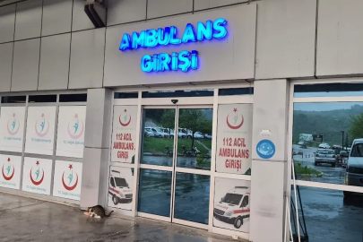 Ağaçtan düşen adam, merdiveni tutan kişiyi de yaraladı
