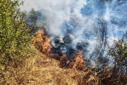 Yol kenarında başlayan yangın ormanlık alana sıçradı
