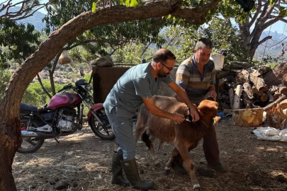 Söke’de sonbahar dönemi şap aşılama çalışmaları sürüyor
