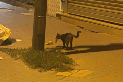 Iğdır’da kedinin fareyle 20 dakikalık oyunu kamerada
