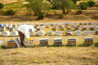 Muş’ta bal hasadı tamamlandı: 700 ton bal elde edildi
