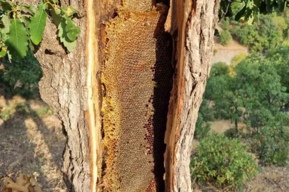 Ağaç gövdesinden petek petek bal çıktı
