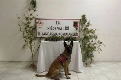 Ulukışla’da uyuşturucu operasyonu: 350 gram uyuşturucu ele geçirildi
