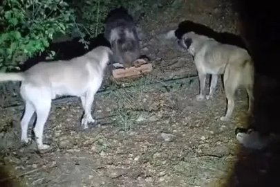 Köpeklerin havlamasına aldırmayan ayı, yemeğini sakince yedi
