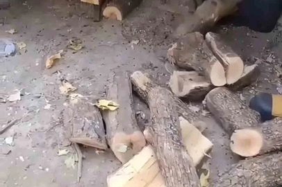 Diyarbakır’da odunluğa giren yılan itfaiyeyi harekete geçirdi
