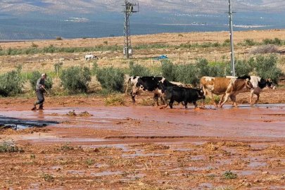 Şiddetli yağış tarım arazilerinde sele neden oldu
