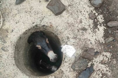 Elazığ’da kuyuya düşen eşek kurtarıldı
