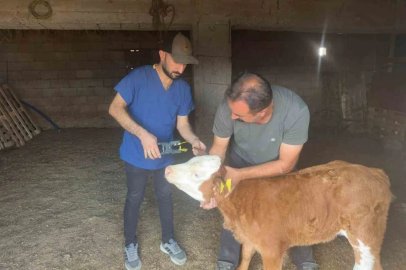 Cizre’de büyükbaş hayvanlara küpeleme ve aşılama çalışması
