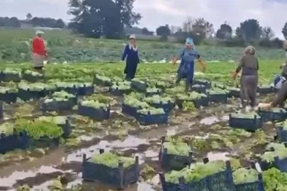 Göle dönen tarlalarda üreticiler mahsulleri kurtarmak için zamana karşı yarışıyor
