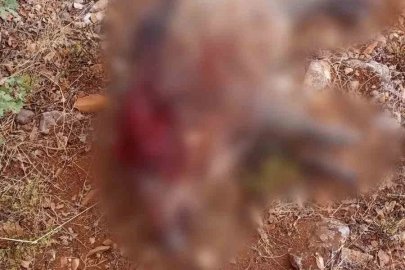 Sivrihisar’da tarım arazilerine zarar veren yaban domuzları avlandı
