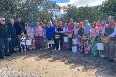 Ayvalık’ta ilk zeytin hasadına dua ve hayır yemekli başlangıç
